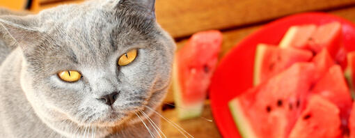 Can Cats Eat Watermelon