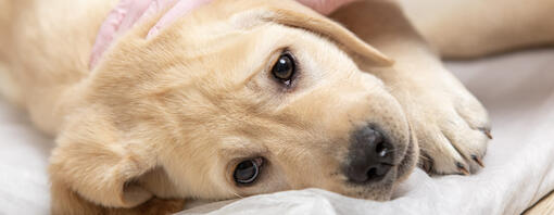 Canine Parvovirus: What Is Parvo & Can Humans Get It
