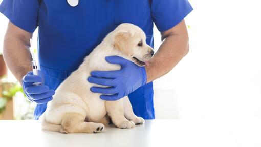 Canine Parvovirus: What Is Parvo & Can Humans Get It