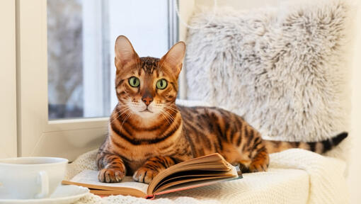 50 Bengal Cat Names