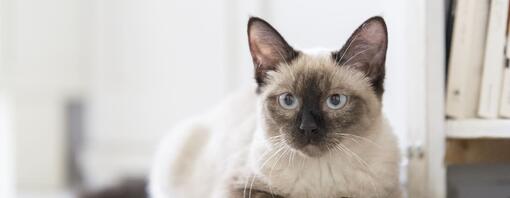 Top 10 Siamese Cat Names