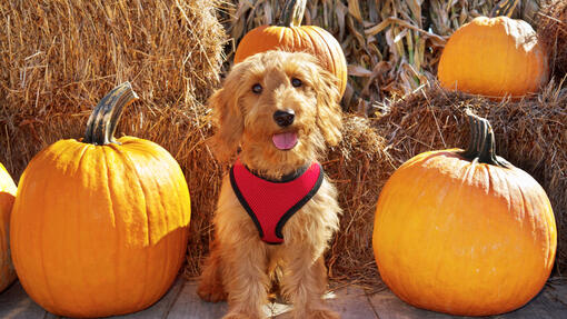 Can Dogs Eat Pumpkin?