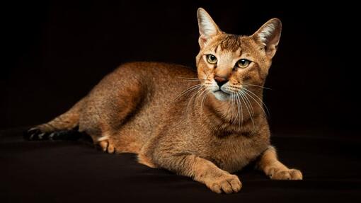 4 Egyptian Cat Breeds