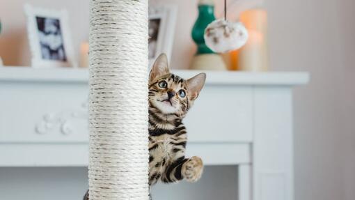 50 Bengal Cat Names