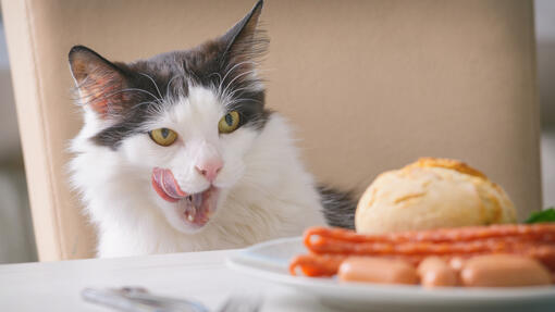 Can Cats Eat Sausage? 