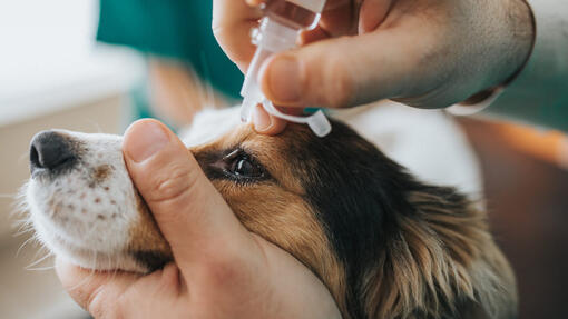 Dog Eye Infections: Symptoms and Treatments