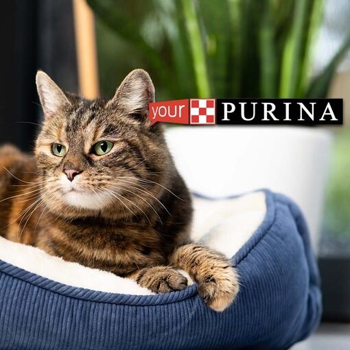 Join Your Purina