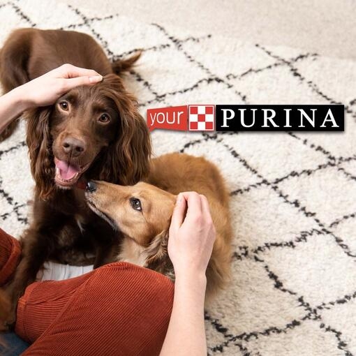 Join Your Purina