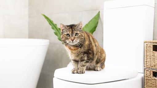 How Often Should You Change Cat Litter?