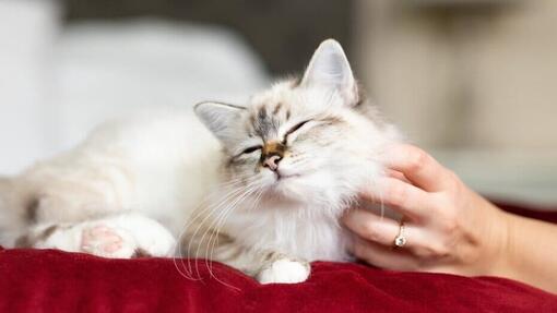 Probiotics for Cats: Why Are They So Important