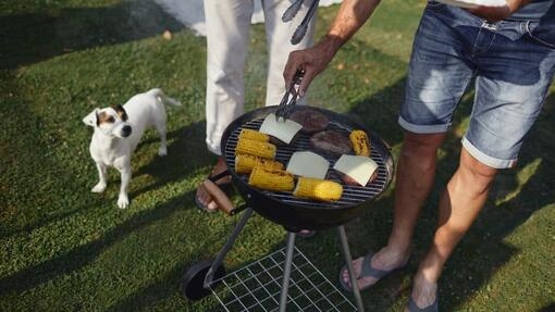 Can Dogs Eat Corn?