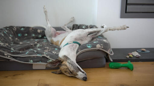 How Much Space Do Dogs Need? Does Your Dog Have Enough Room? | Purina How Much Space Do Dogs Need? Does Your Dog Have Enough Room? | Purina