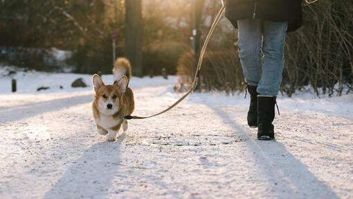 How Often Should You Walk Your Dog