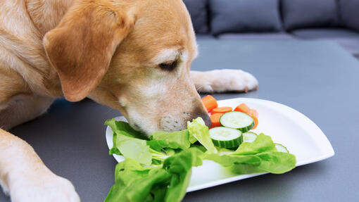 Can Dogs Eat Cucumber