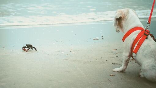 Can Dogs Eat Crab?