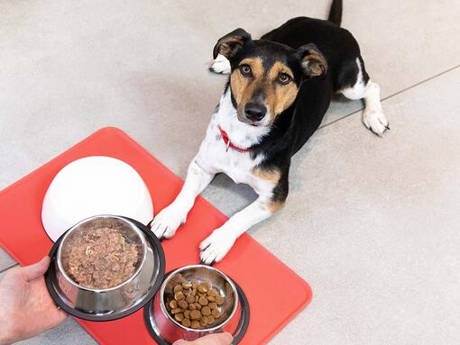 Feeding your puppy