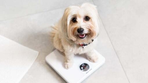dog on weighing scales