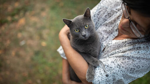 All About Dandruff in Cats