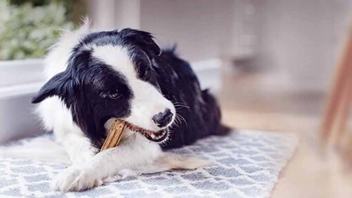Collie lying on a rug eating a Dentalife chew