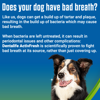 Does your dog have bad breath?