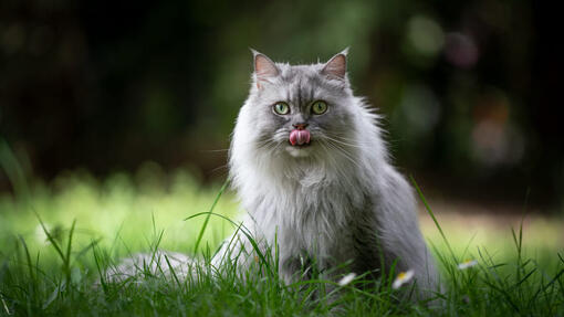 British Longhair