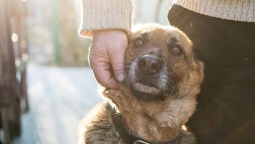 dog face being stroked