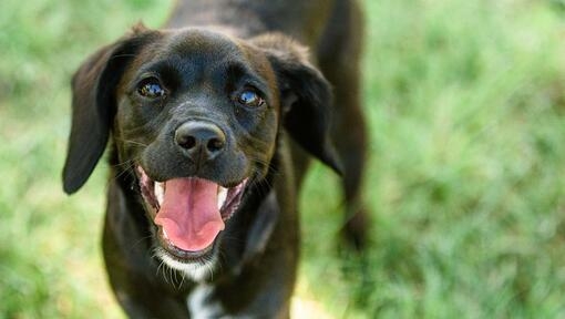 dog looking at the camera