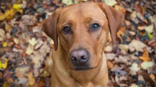 17 Red Dog Breeds You'll Fall in Love With | Purina