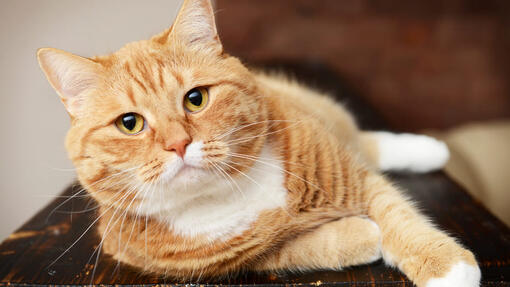 Top 10 Yellow Cat Breeds You Should Know