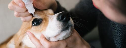 Eye Drops for Dogs: Types & When Do Dogs Need Them