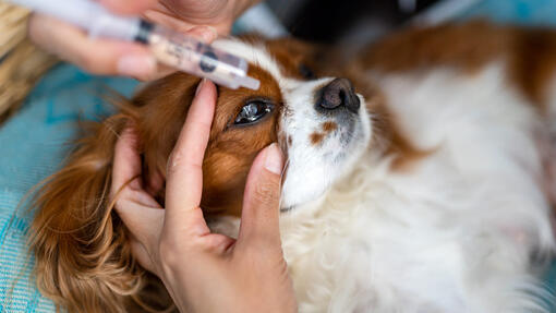 Eye Drops for Dogs: Types & When Do Dogs Need Them