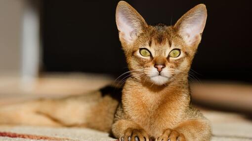 Top 10 Yellow Cat Breeds You Should Know