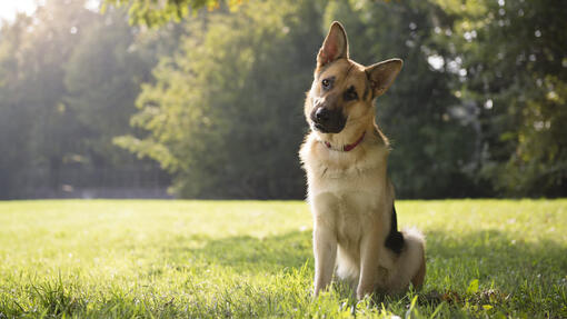 Best Guard Dogs