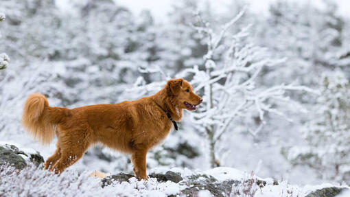 Top 17 Red Dogs to Welcome to the Family