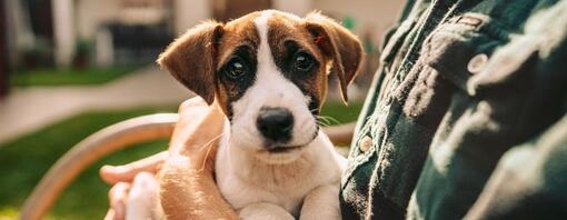 Puppy on lap 