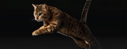 Pro Plan Supplements Cat leaping