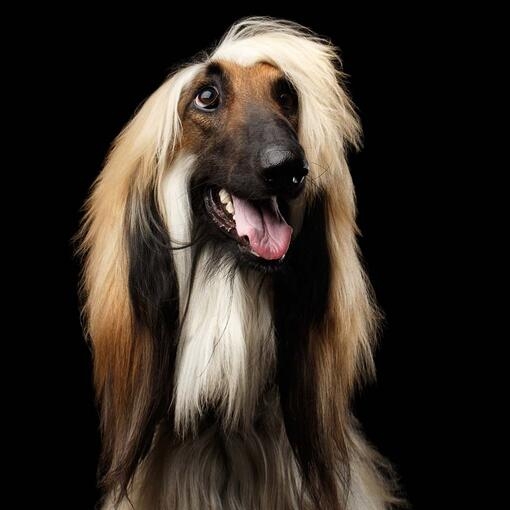 Afghan Hound