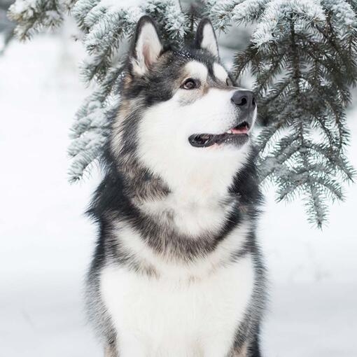 Alaskan Malamute