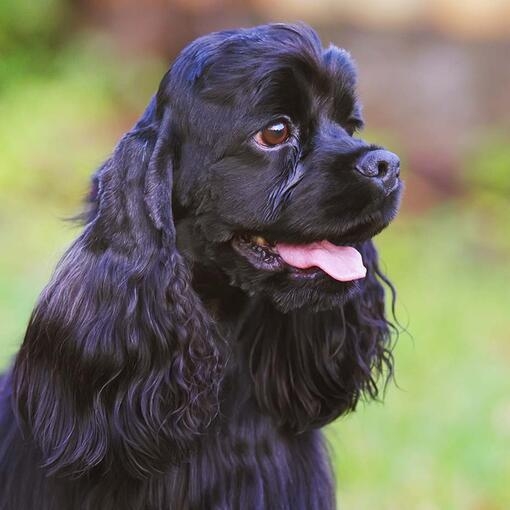 American Cocker Spaniel