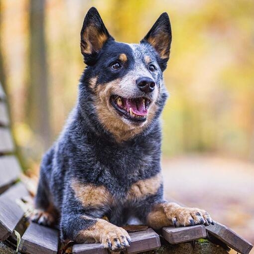 Australian Cattle Dog
