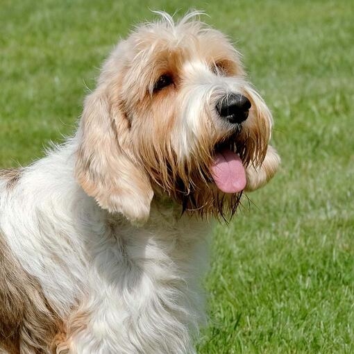 Basset Griffon Vendeen Petit