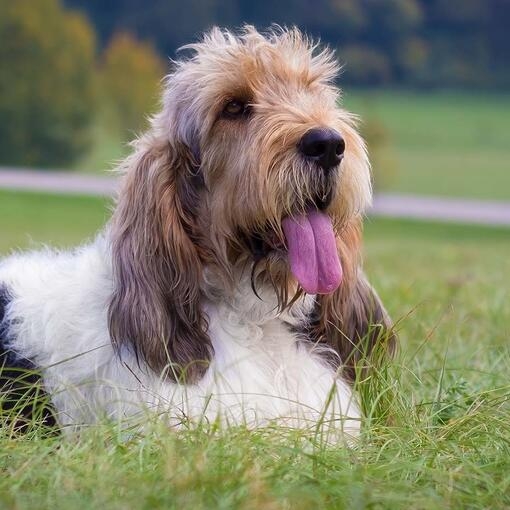 Basset Griffon Vendeen Grand