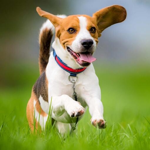 Beagle