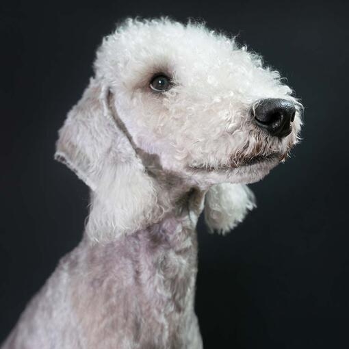 Bedlington Terrier