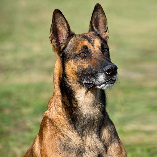 Belgian Shepherd Dog Malinois