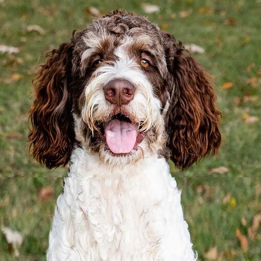 Bernedoodle