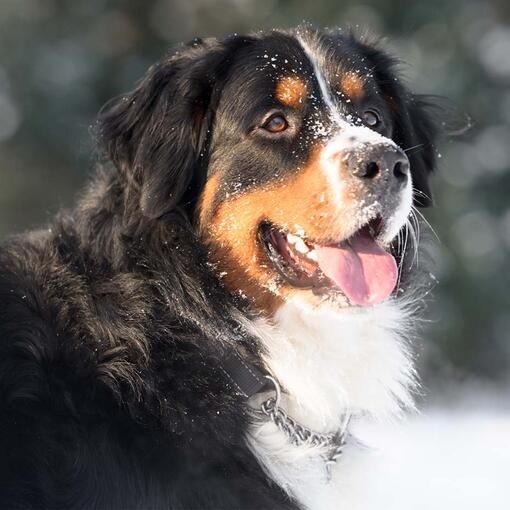 Bernese Mountain Dog