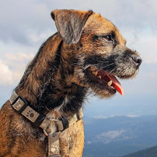 Border Terrier