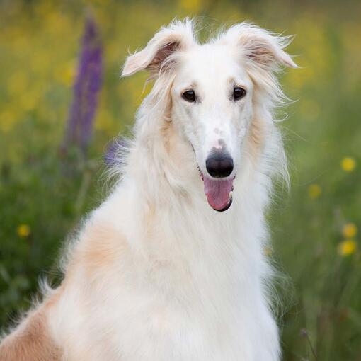 Borzoi