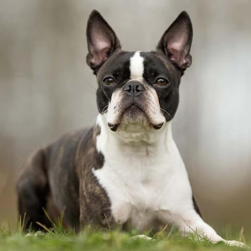 Boston Terrier